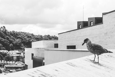 Seagull perching on retaining wall against buildings
