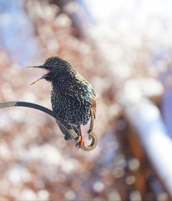 Close-up of bird perching on a tree