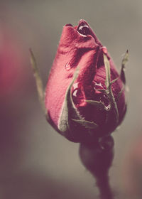 Close-up of rose bud