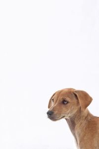 Dog looking away against white background