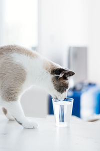 White-gray cat drinking water from the glass. the cat feel thirsty. domestic cat at the kitchen
