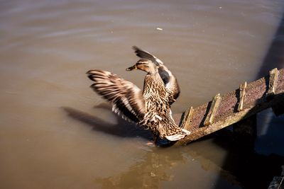 Birds by lake