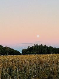 Scenic view of field against sky during sunset