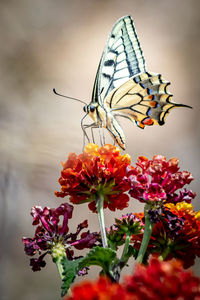 Close-up of butterfly pollinating on flower