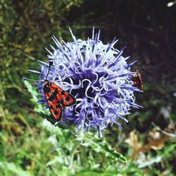 Close-up of purple flowers blooming outdoors