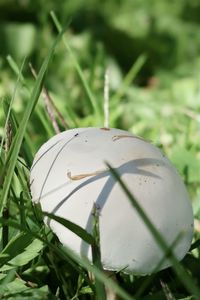 Close-up of leaf on field