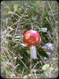 Close-up of red mushroom growing on tree