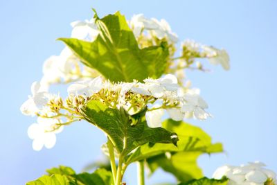 Close-up of white flowering plant against sky