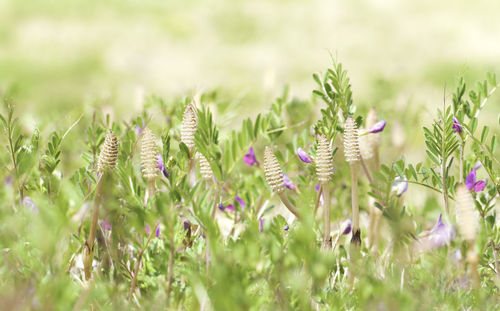 Close-up of flowering plants on field