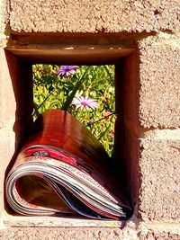 Close-up of potted plant on window sill