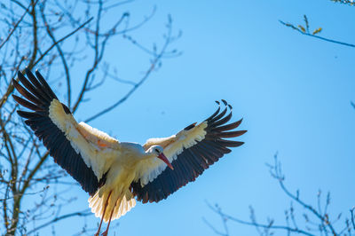 Low angle view of bird flying against blue sky