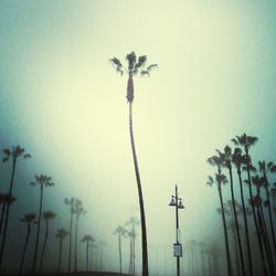 Low angle view of trees against sky