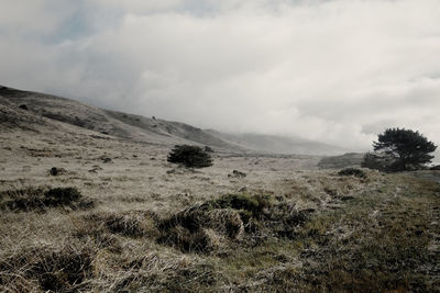 Scenic view of field against sky