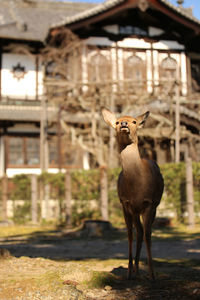 Deer standing in front of building