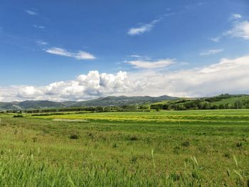 Scenic view of field against sky