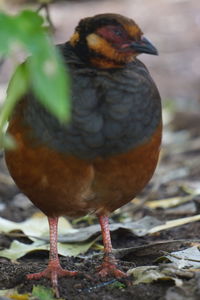 Close-up of bird perching on field