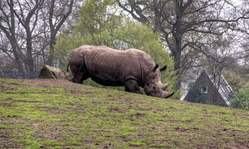 Elephant on grassy field against trees