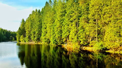 Scenic view of lake in forest against sky