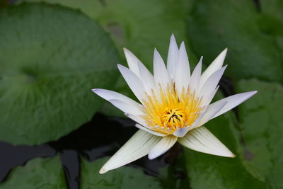 Close-up of water lily in pond