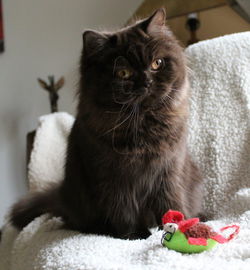 Close-up portrait of cat