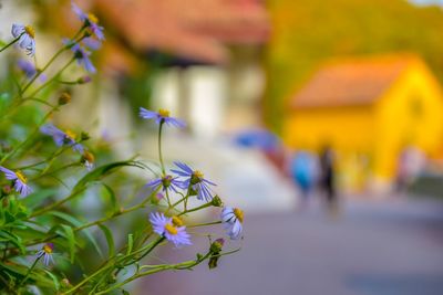 Close-up of flowering plant