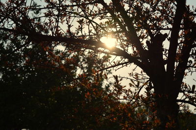 Low angle view of trees against sky during sunset