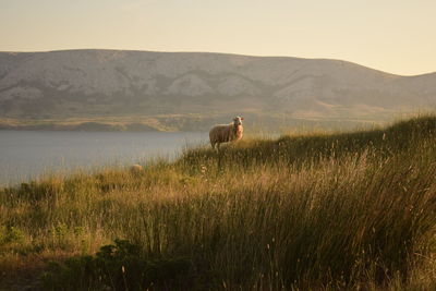 Horse in a field