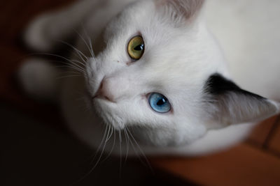 Close-up portrait of cat with differently colored eyes