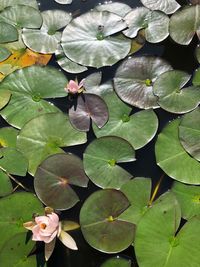 Lotus water lily amidst leaves in lake