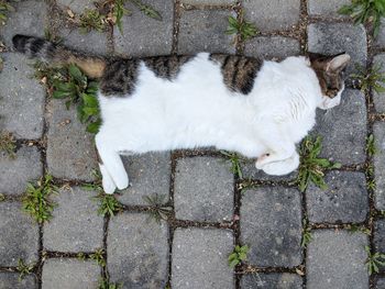 High angle view of cat lying on cobblestone floor