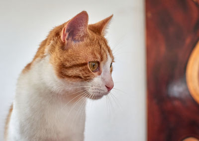 Close-up of a cat looking away