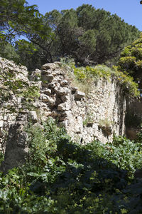 Close-up of plants against trees