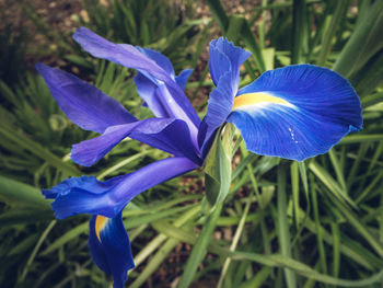 Close-up of purple iris blooming outdoors