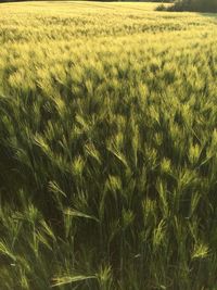 Scenic view of wheat field