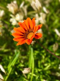 Close-up of orange flower blooming on field