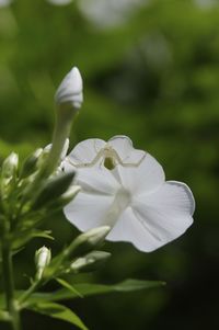 Close-up of white flowers