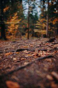 Surface level view of forest