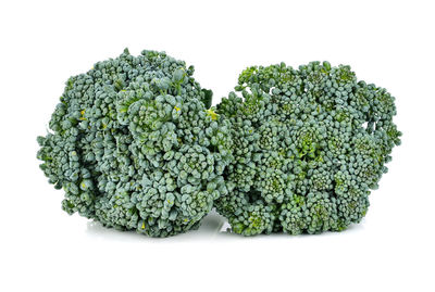 Close-up of green leaves against white background