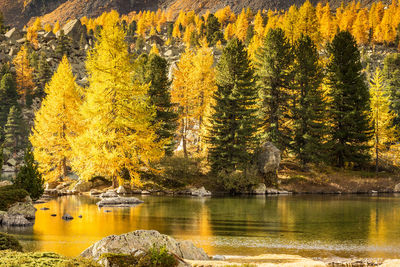 Scenic view of lake in forest during autumn