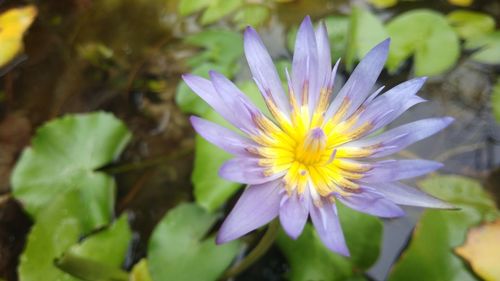 Close-up of purple flower