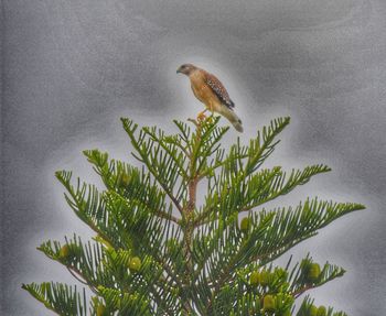 Bird perching on leaf