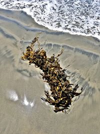 High angle view of dead tree on beach
