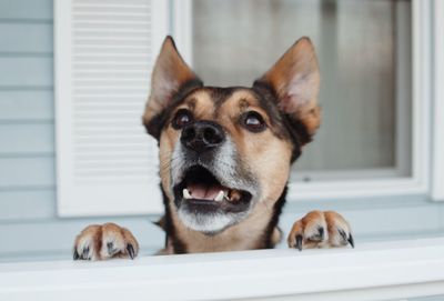 Close-up portrait of dog