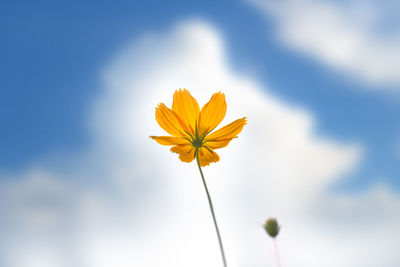 Low angle view of yellow flowering plant against sky