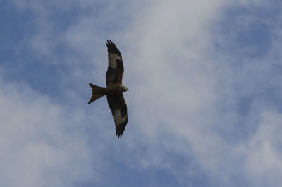 Low angle view of bird flying against sky