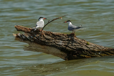 Birds perching on driftwood by lake