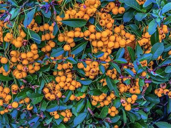 Yellow berries in the fall.