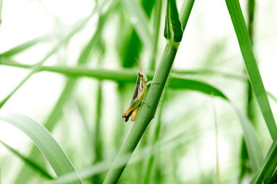 Close-up of insect on plant