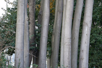 View of bamboo trees on field