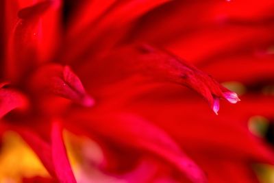 Macro shot of pink flower